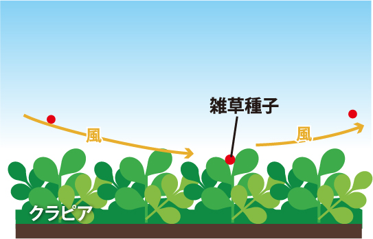 クラピアとはイメージ1